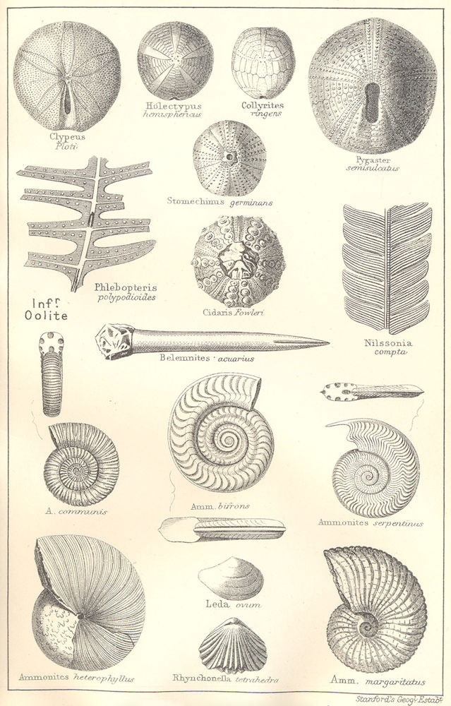 BRITISH FOSSILS.Lower Oolitic Liassic Upper Middle Lias.Molluscs.STANFORD 1880